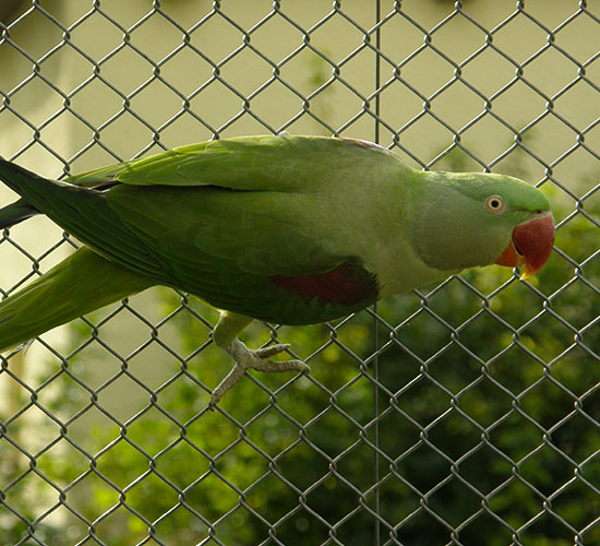 Papoušek 1