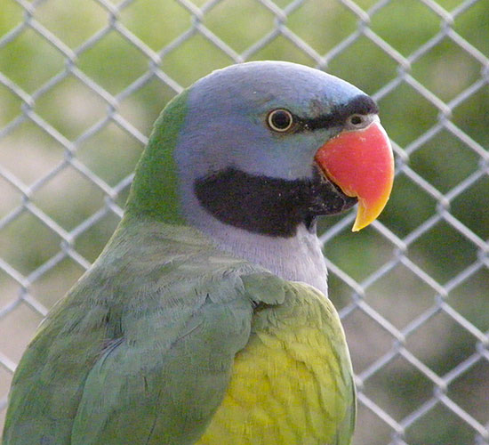 Papoušek 3
