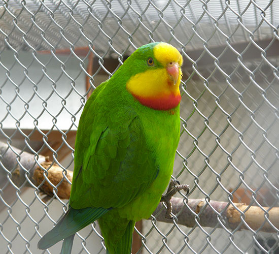 Papoušek 4