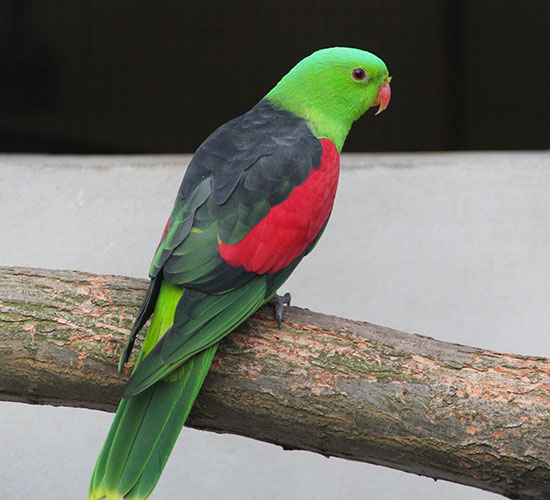 Papoušek 5