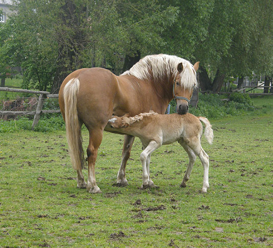 Koníci 1